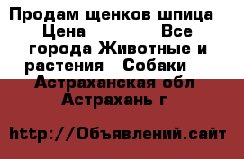 Продам щенков шпица › Цена ­ 25 000 - Все города Животные и растения » Собаки   . Астраханская обл.,Астрахань г.